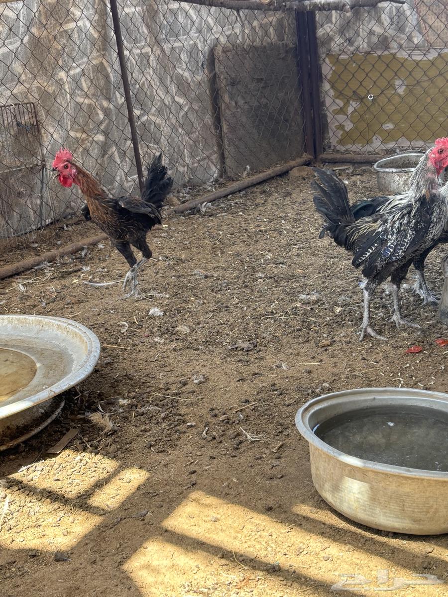 للبيع ديكة64427946208386113