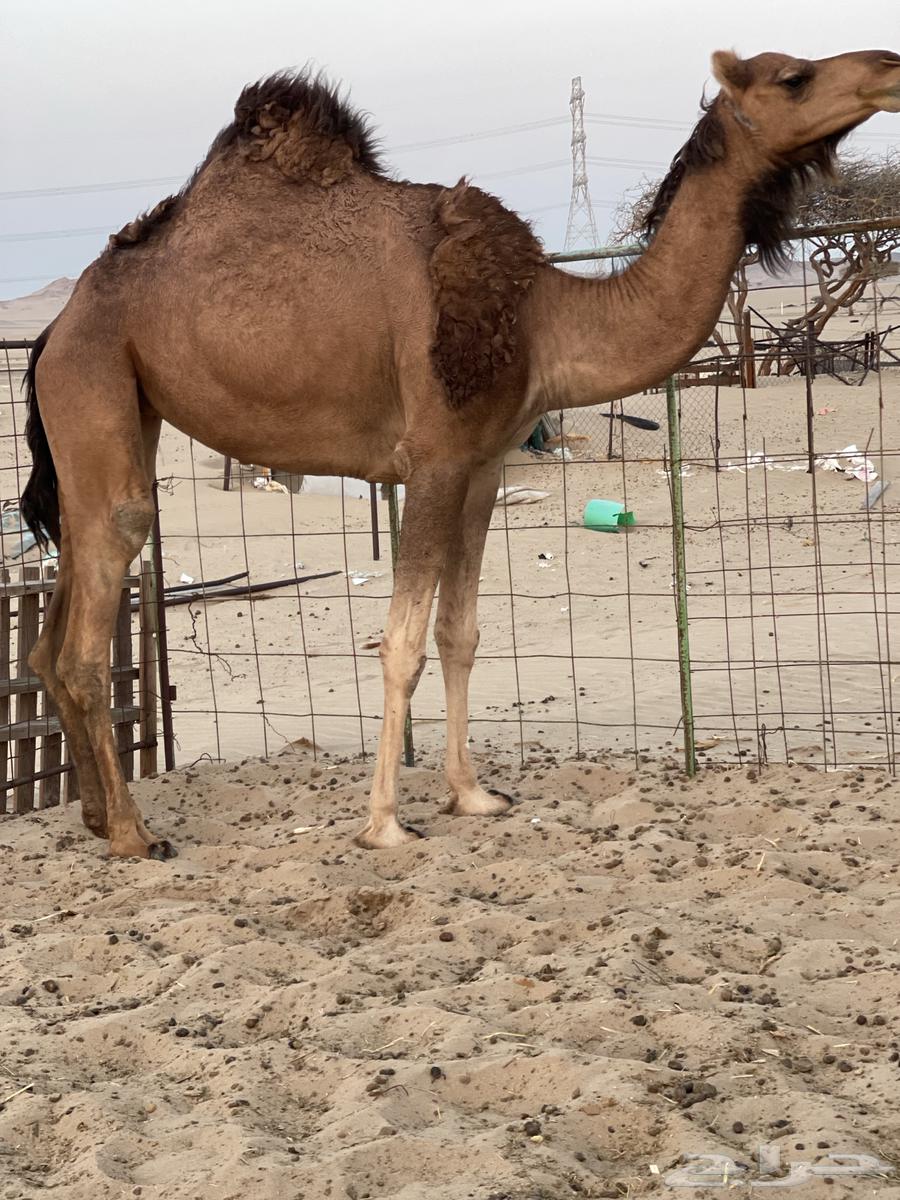 للبيع بكار سواحل64432033265155110