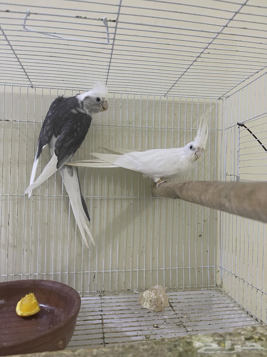 زوج منتج مشروط تم البيع64431923871105111