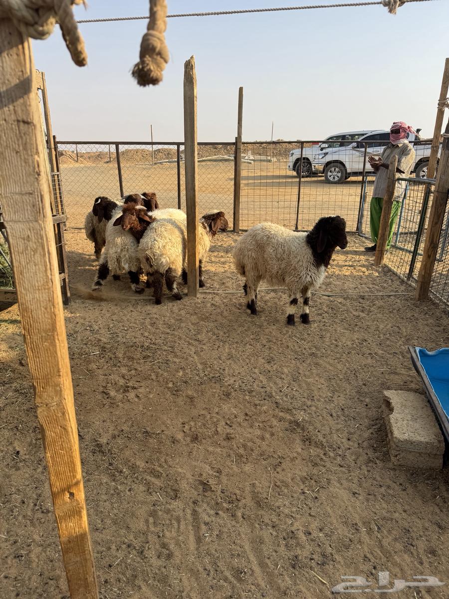 Naeem's Local Slaughterhouse64430354771329112