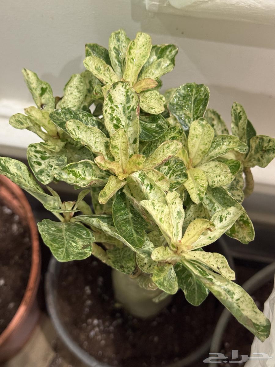 Aden tree variegated for sale to rare plant enthusiasts, quantity sold out.64433256518530110