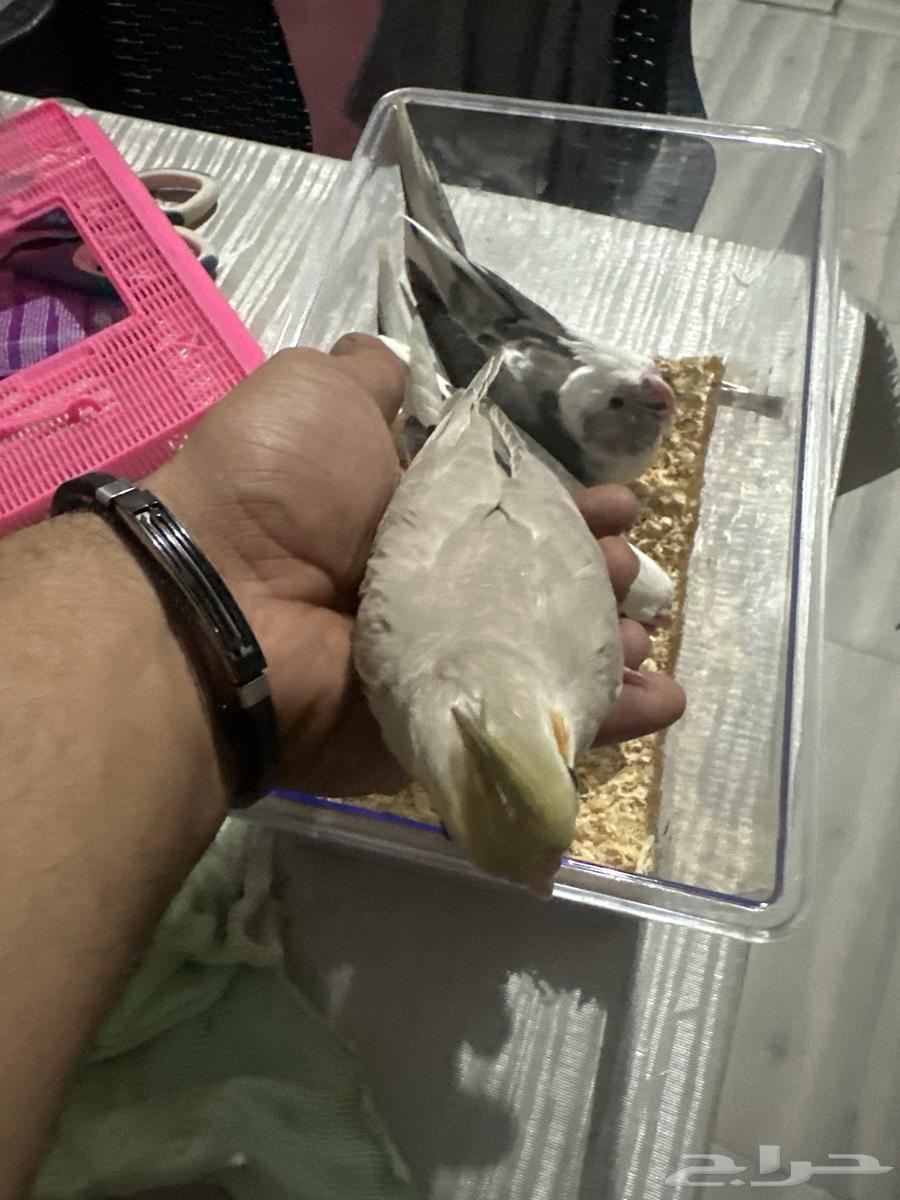 كروان العمر شهر ونص64426645134339110