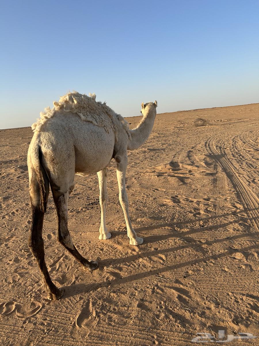 بكره للبيع64428523556483110