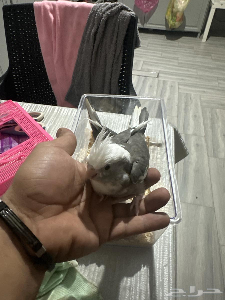 كروان العمر شهر ونص64426645134339111