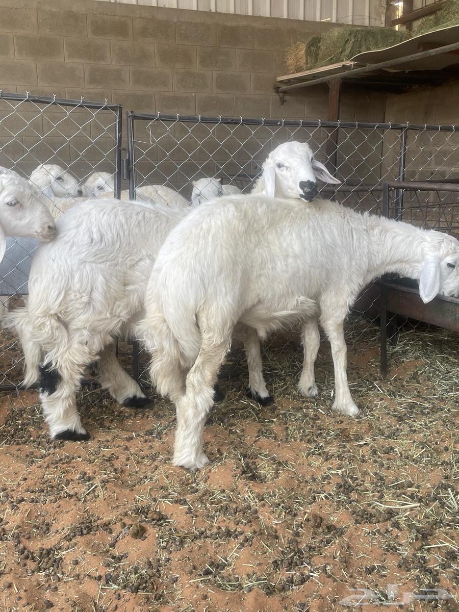 Talyan Thabih64430575779715111