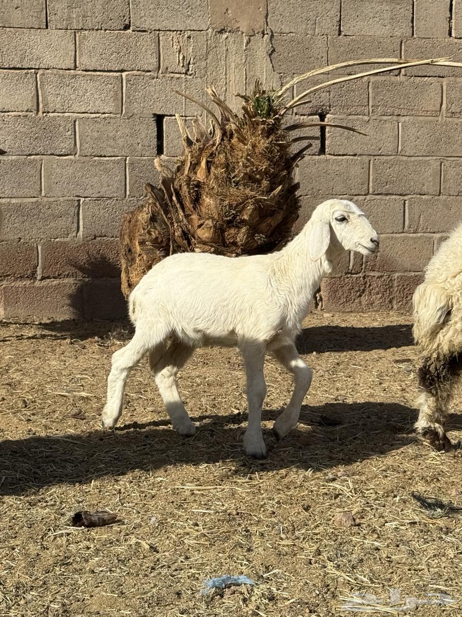 للبيع رخله حريه64430003809539110