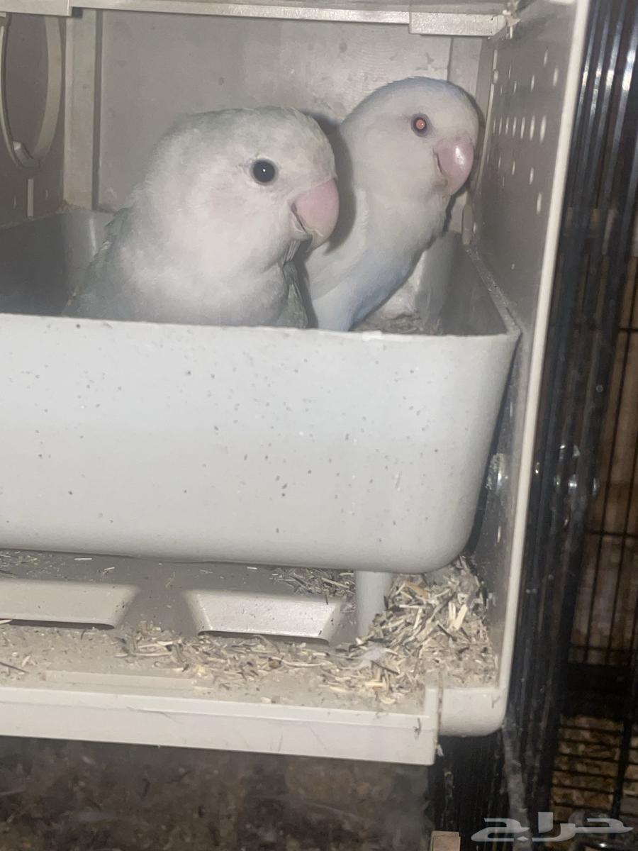 جوز روز منتج ذكر - أنثى64431978358018110