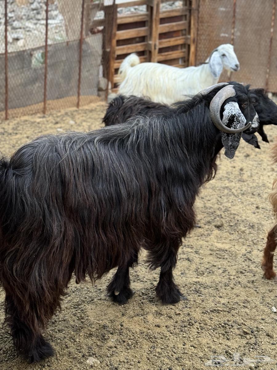 تيس فحل عارضي للبيع64431210729729110