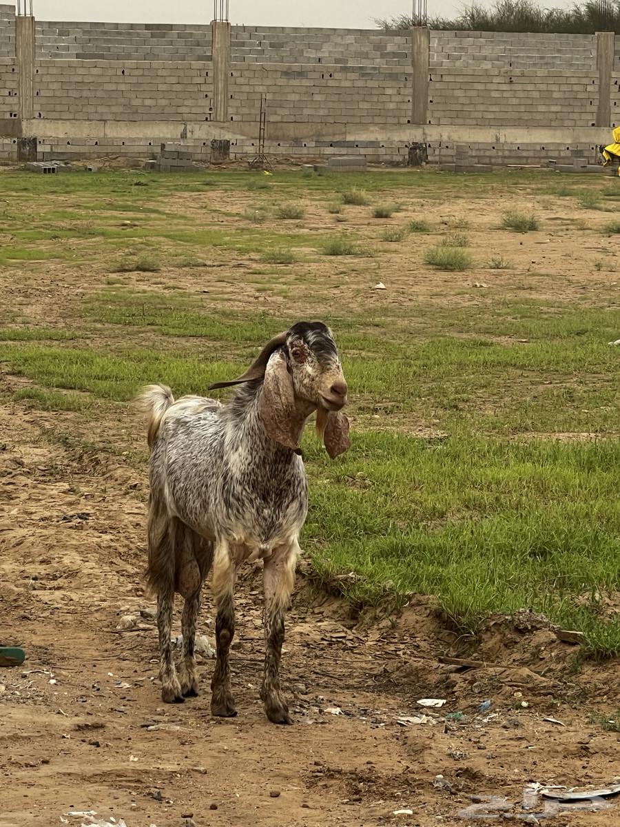 تيس فحل للبيع64427838604419110