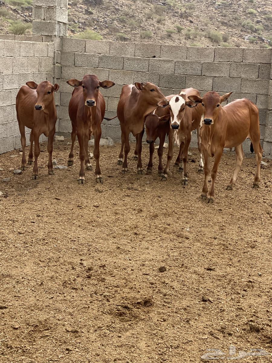 Hasslan (Sold)64428874147585111