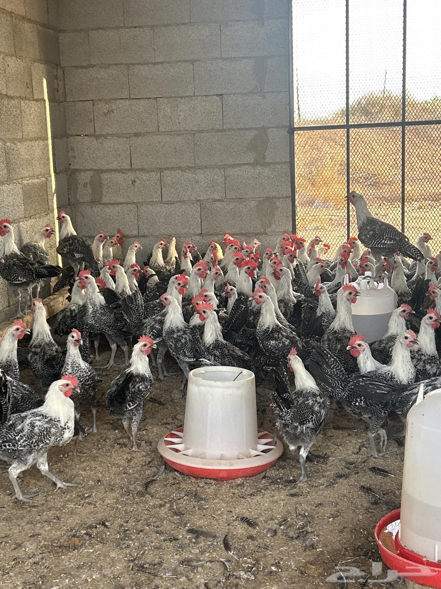 للبيع ديكه فيومي للتواصل خاص64430886831107110