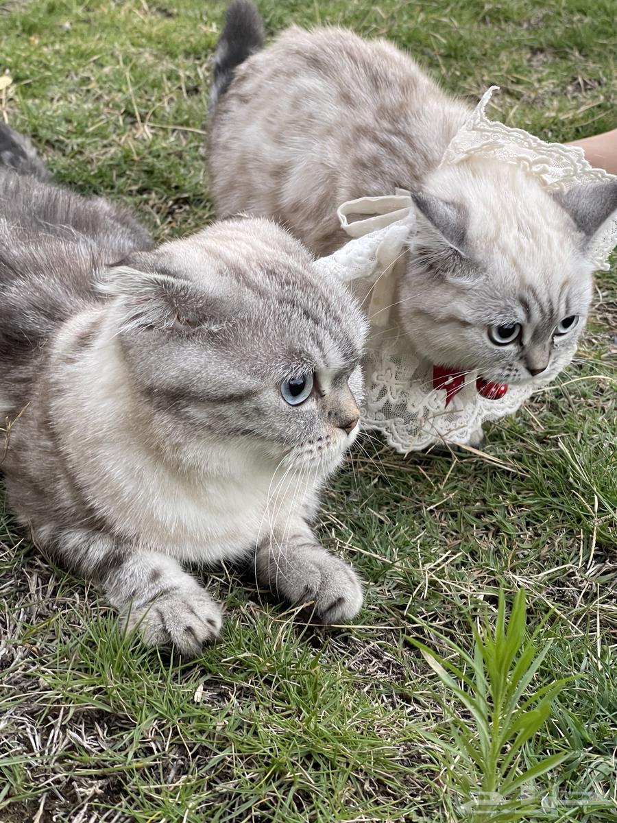 قطتين سكوتش فيلد للبيع مع اغراضها64431521387907114