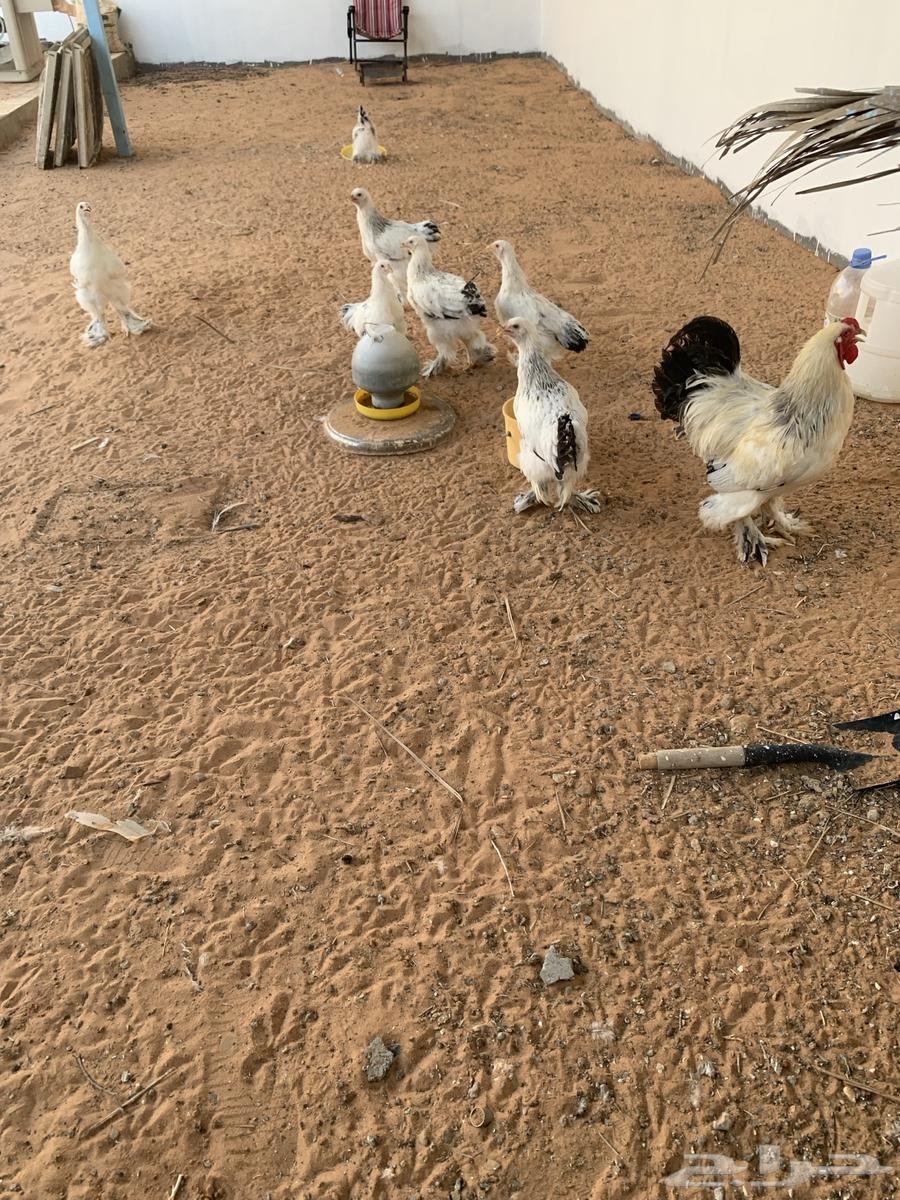 براهما كولمبي64427690778114111