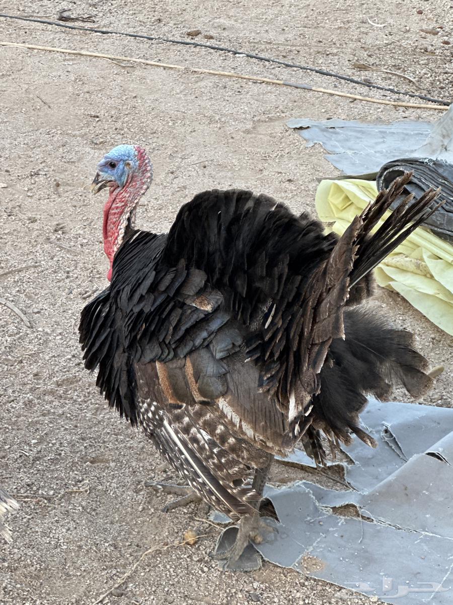 رومي للبيع64424159234689111