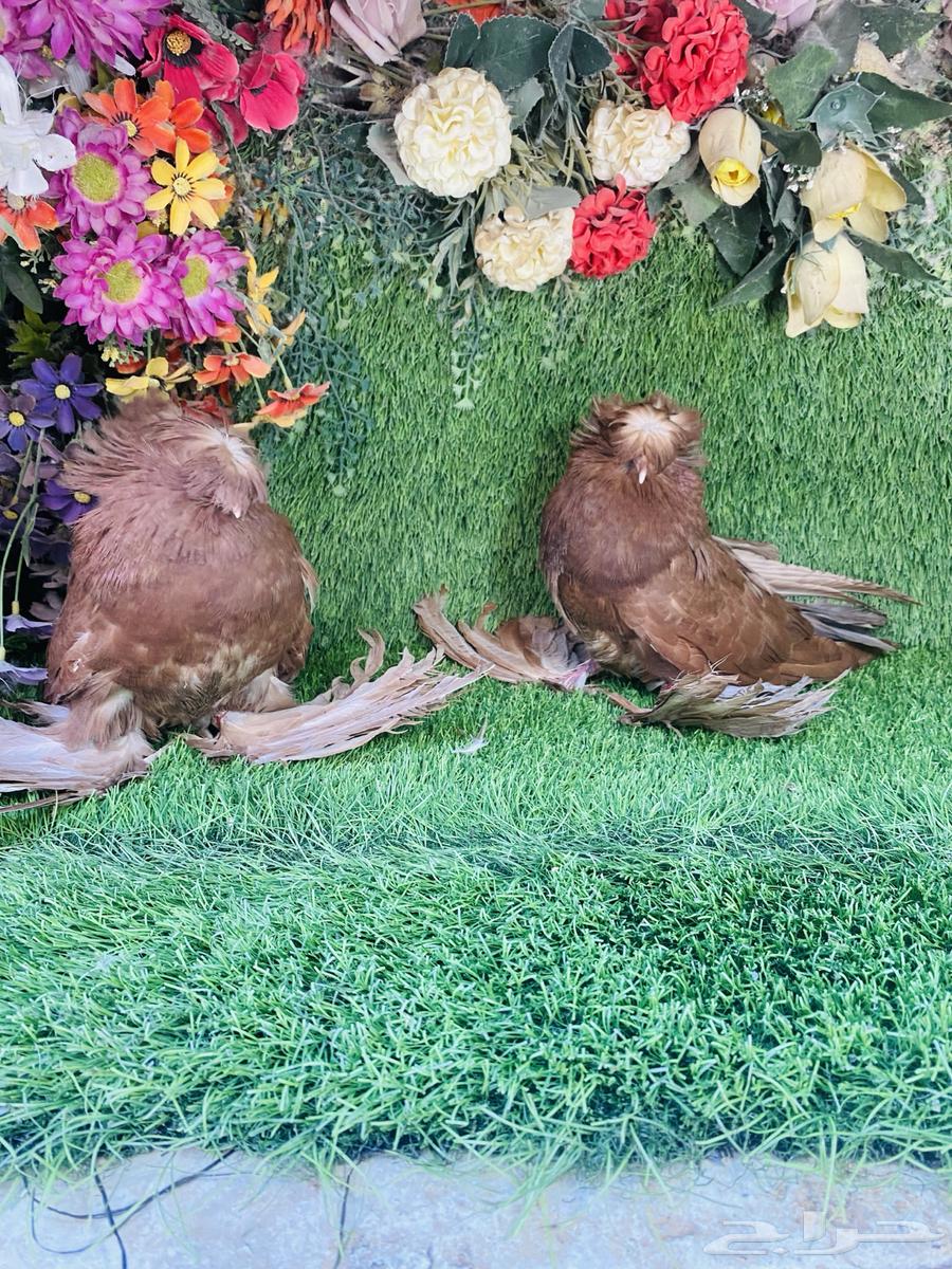 للبيع طبه بخاره احمر64428053017219112