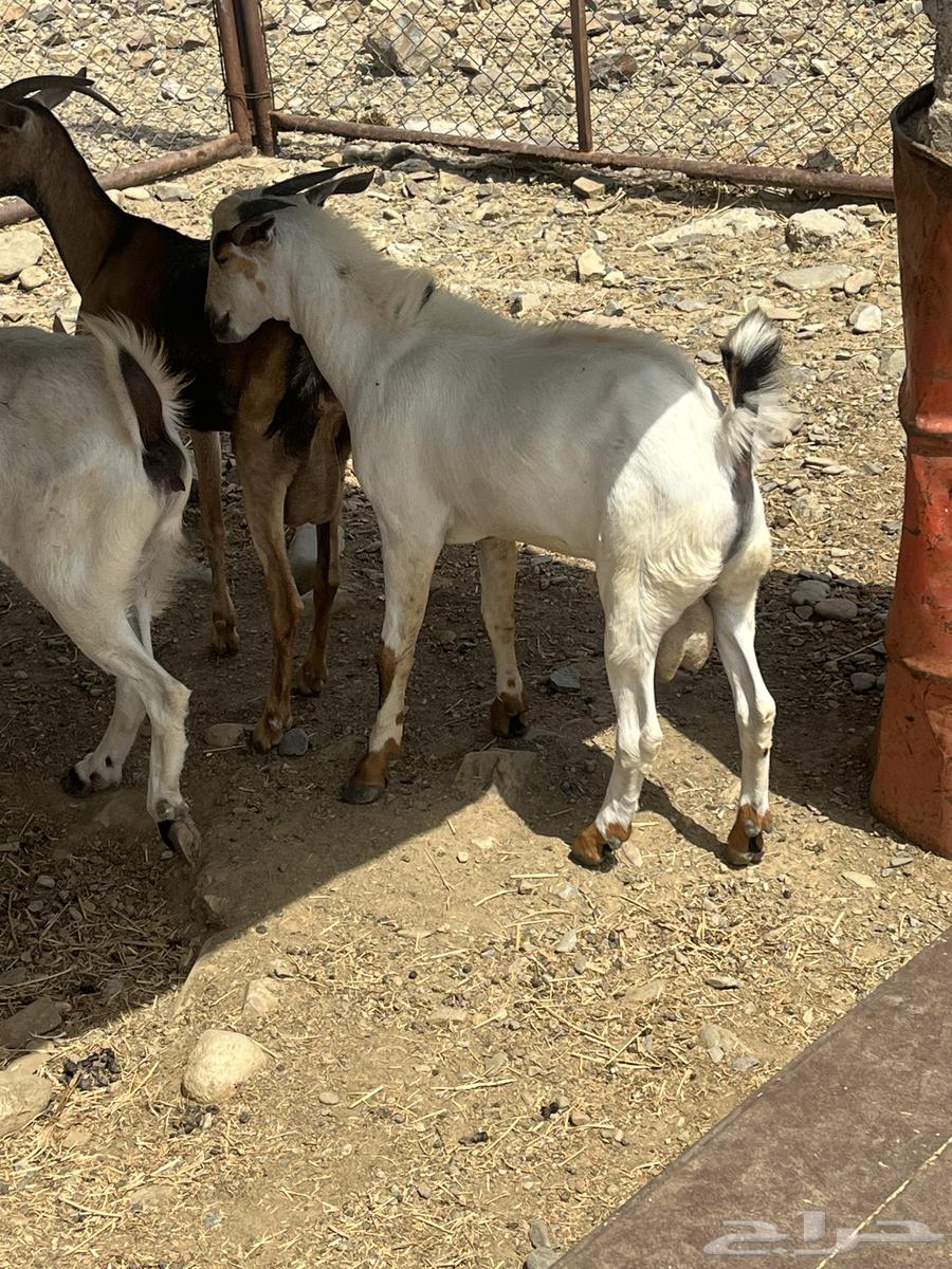 جفر للبيع64427905550595112