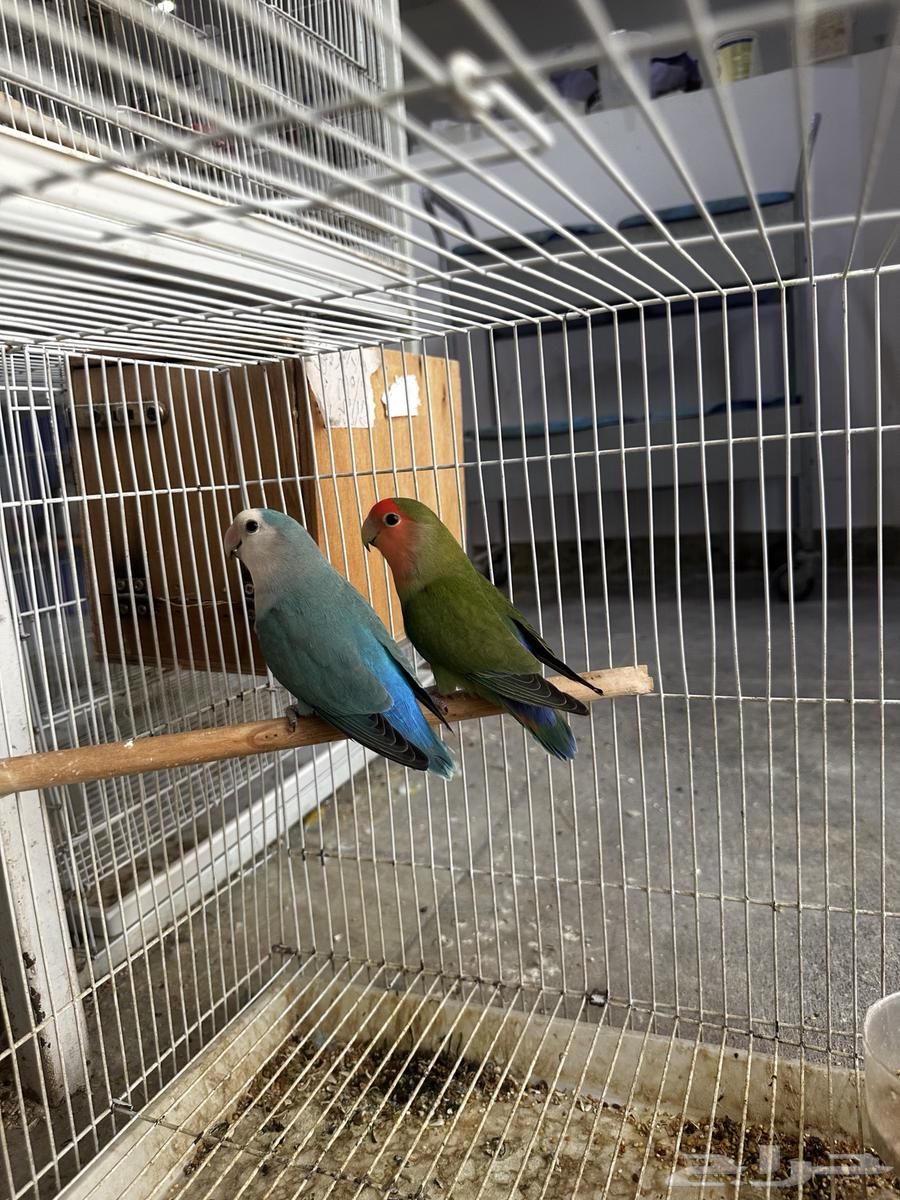 جوز روز لونق فذر الانثى قرين والذكر فايلت مع فرخين64428982420610111