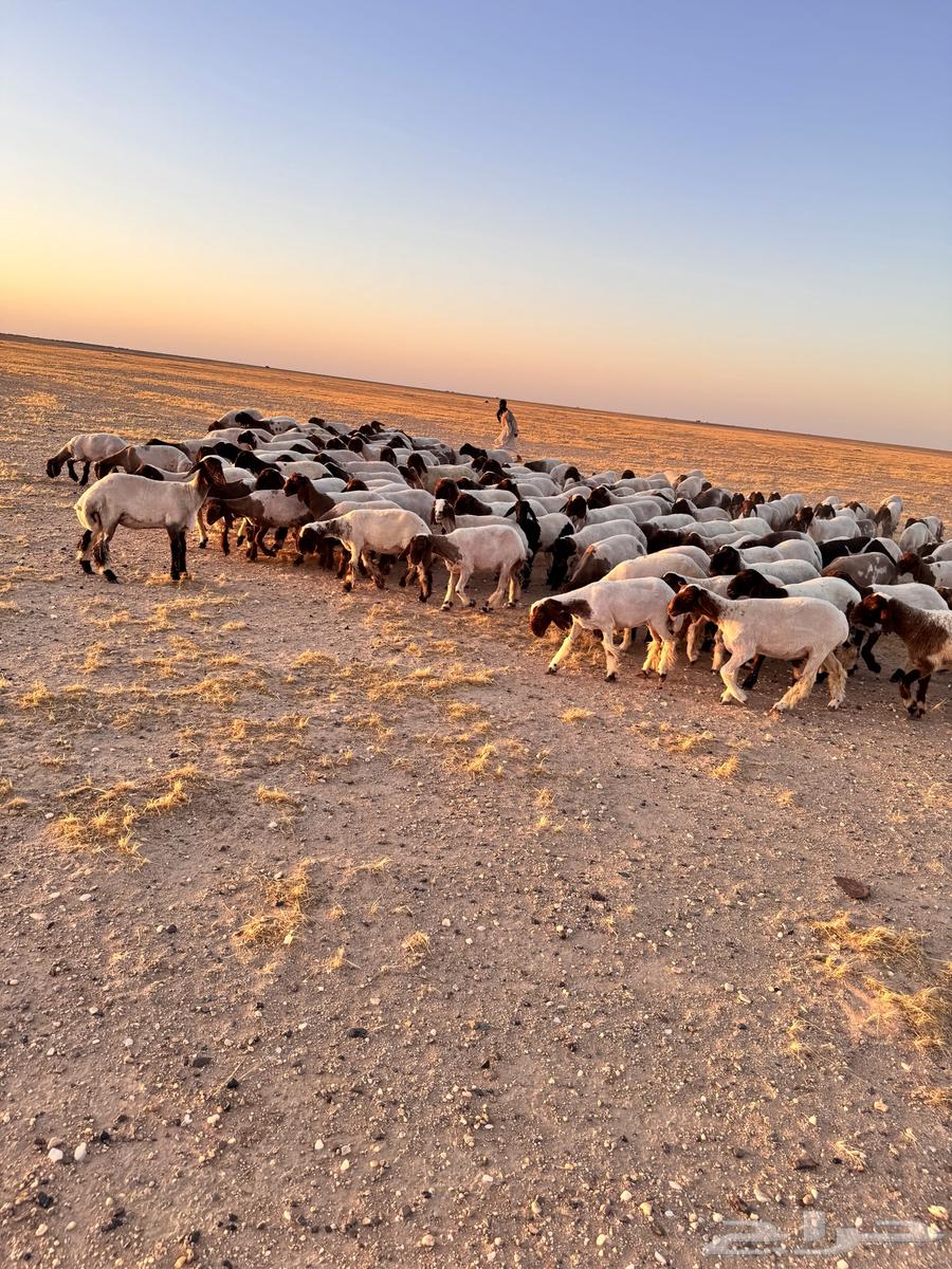 For sale camel calves64432917346434111