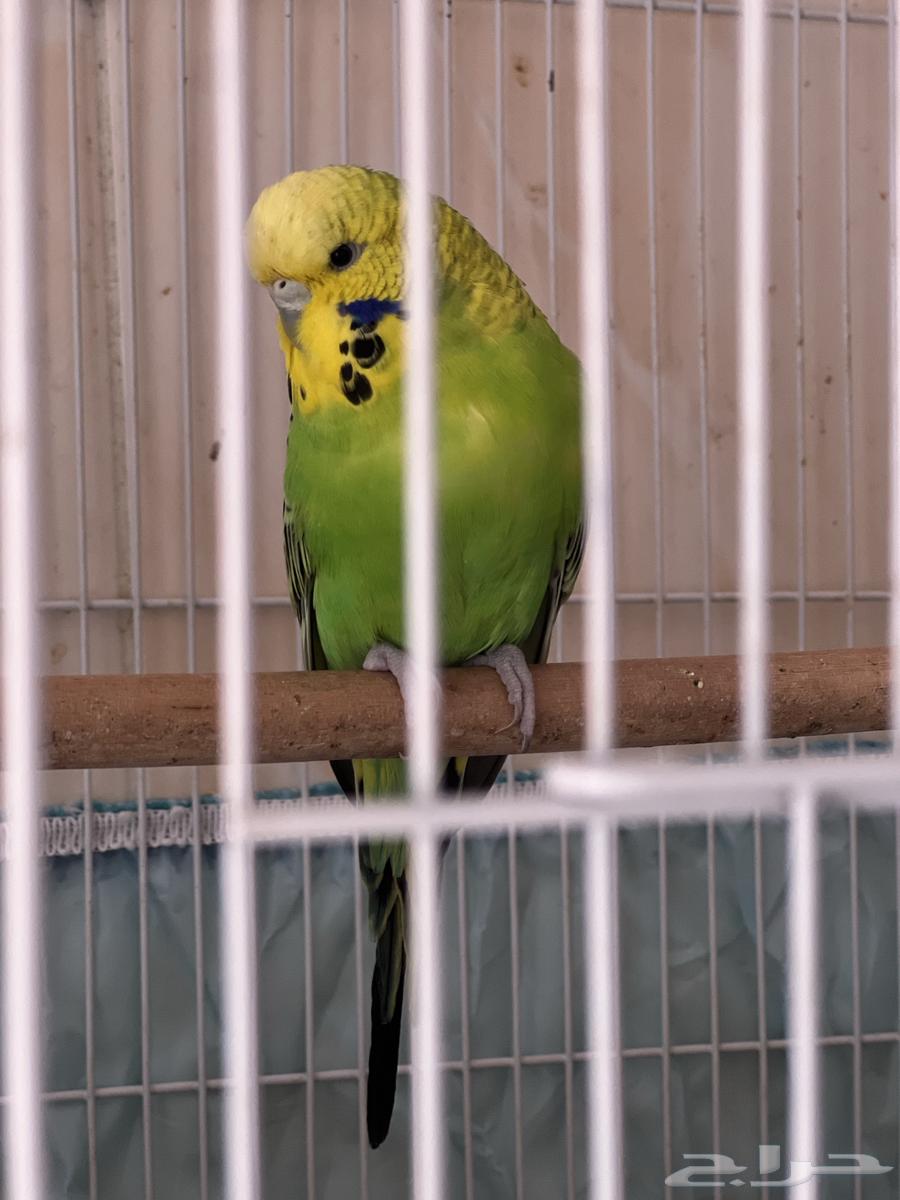 طيور بادجي64429681609603113