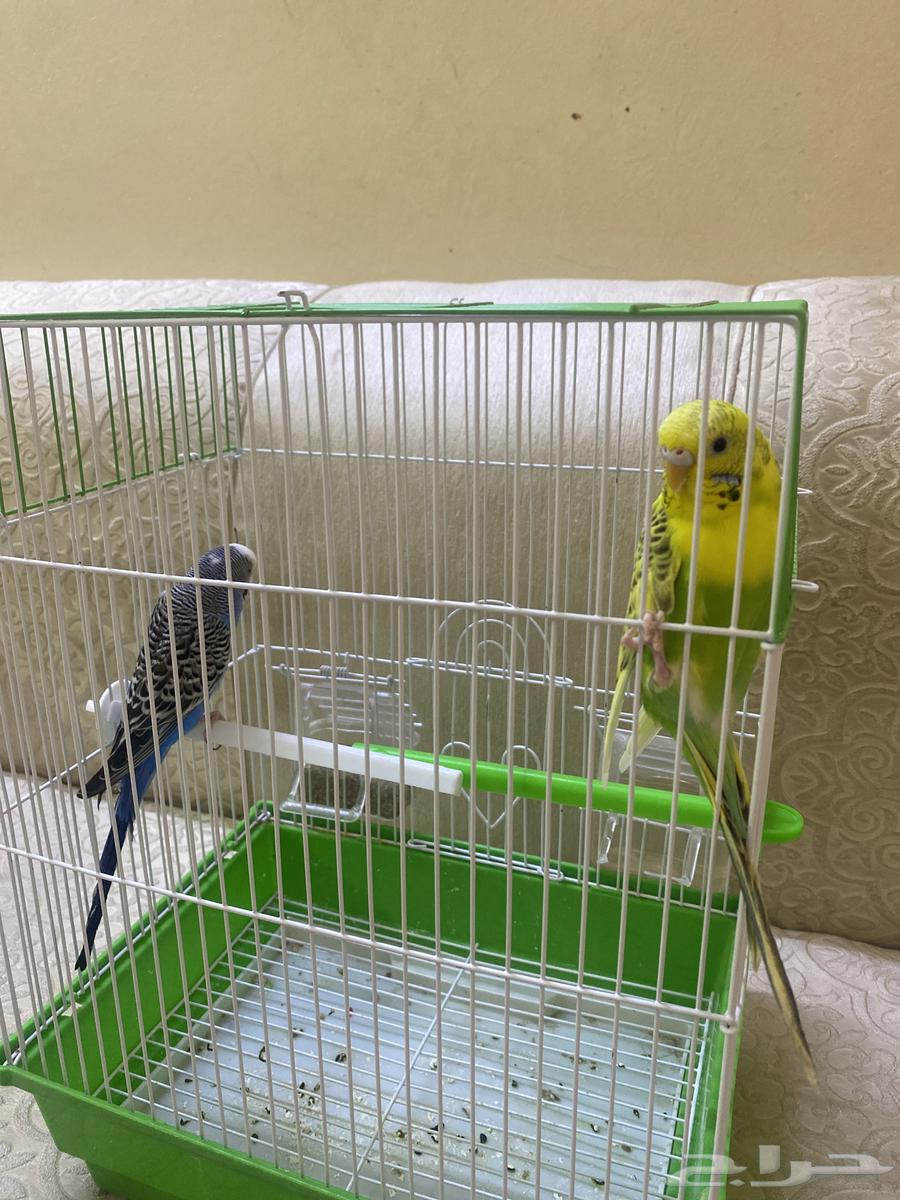 طيور للبيع عدد 2 معه قفص64428942470018110