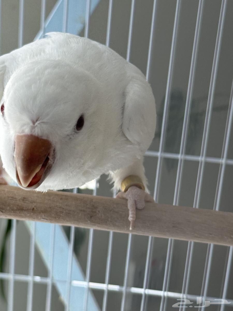 تم البيع64429103102338114