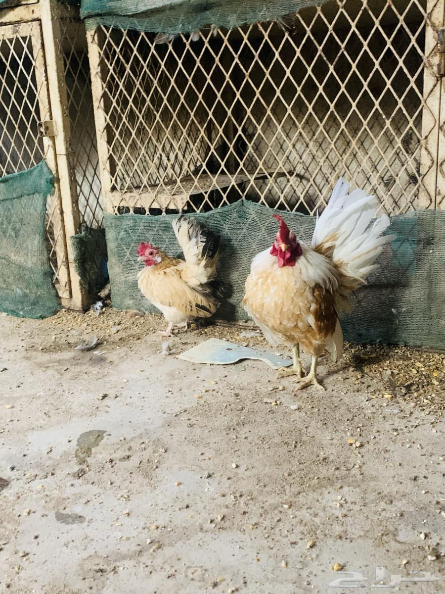 زوج سيراما مستوا طيب64431237907329110