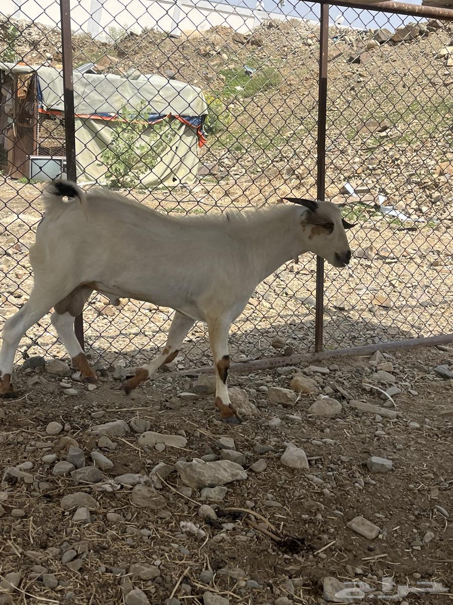 جفر للبيع64427905550595113