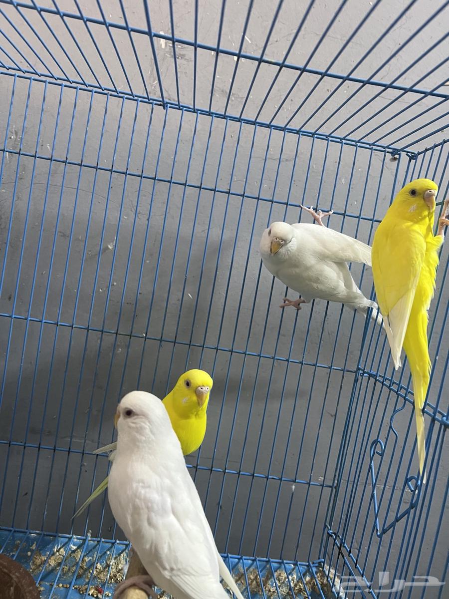 طيور بادجي للبيع64426402677890110