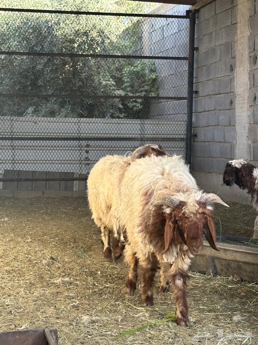 خرفان نعيمي اقساط64431021563139111