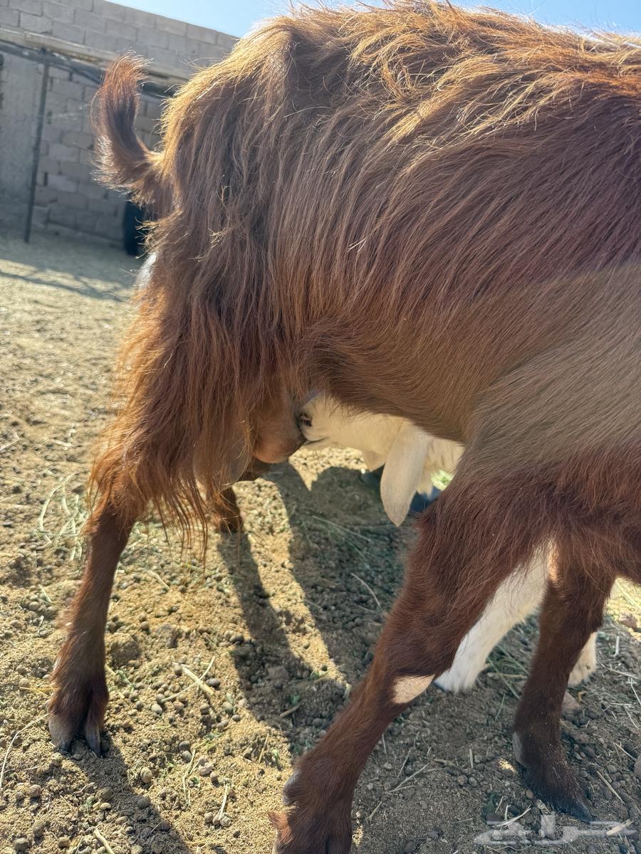 للبيع رخله حريه64430003809539113