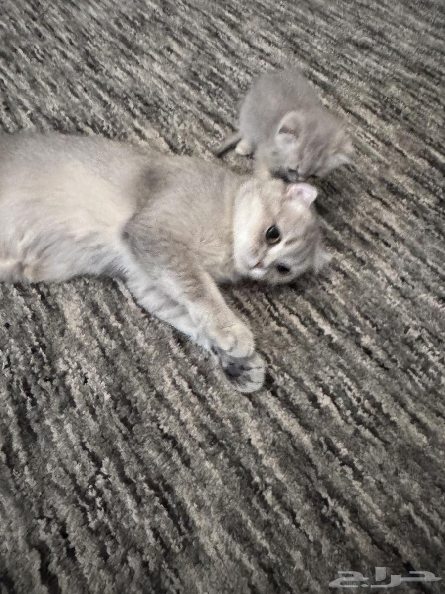 للبيع64426928643842114