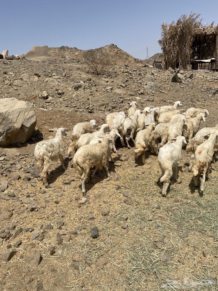 طليان حري 50 راس64428711758337112