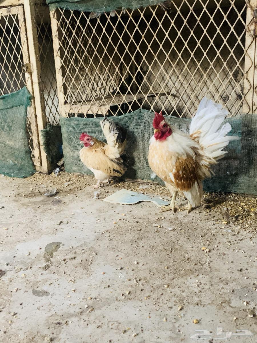 زوج سيراما مستوا طيب64431237907329111