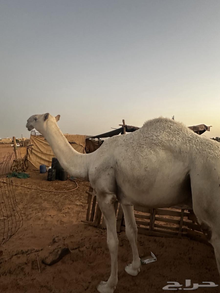 للبيع قعود أوضح64431332178177112