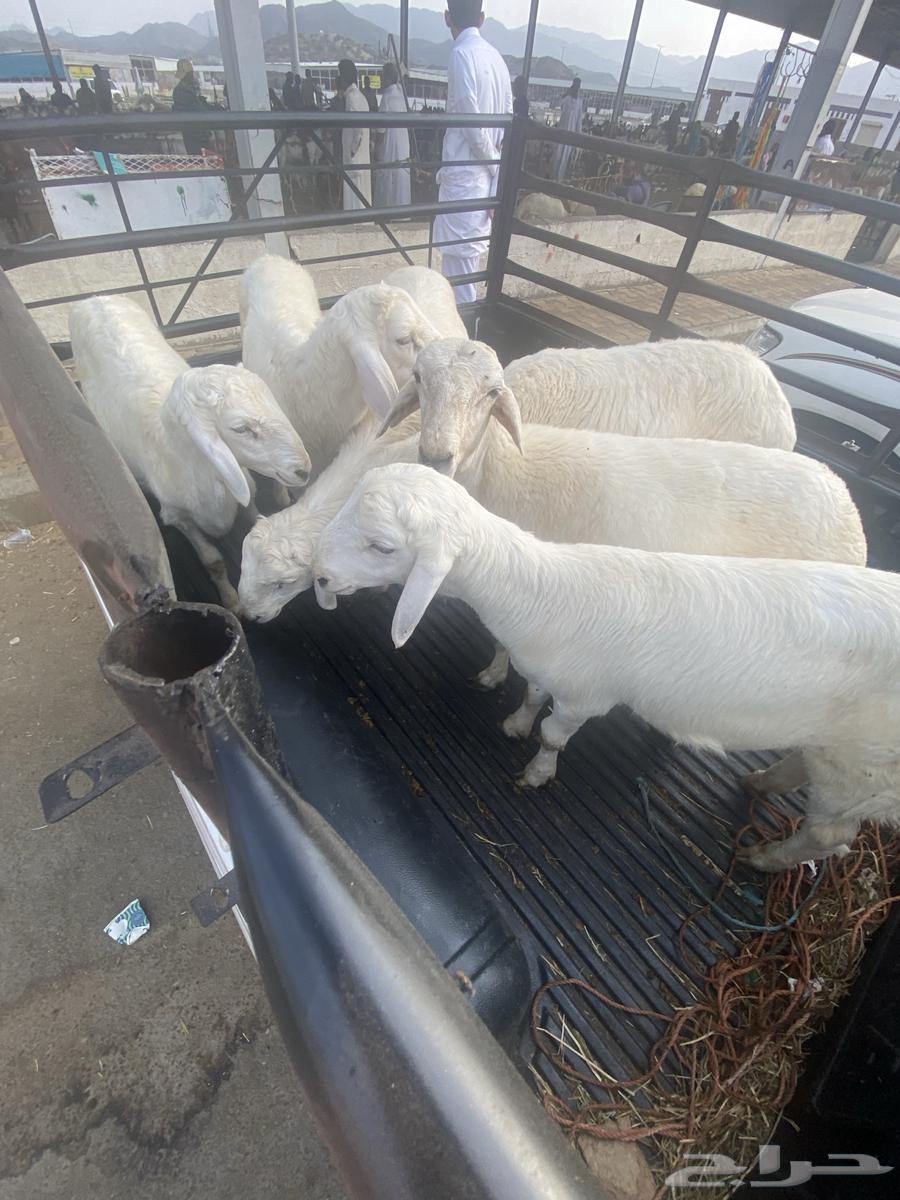 طليان ذبايح64430462037122110