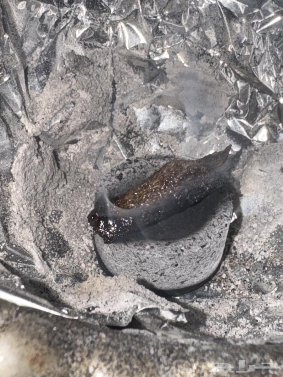 عود طبيعي هندي نجالند اغلبة تربل سوبر للاستخدام الشخصي64429627627906113