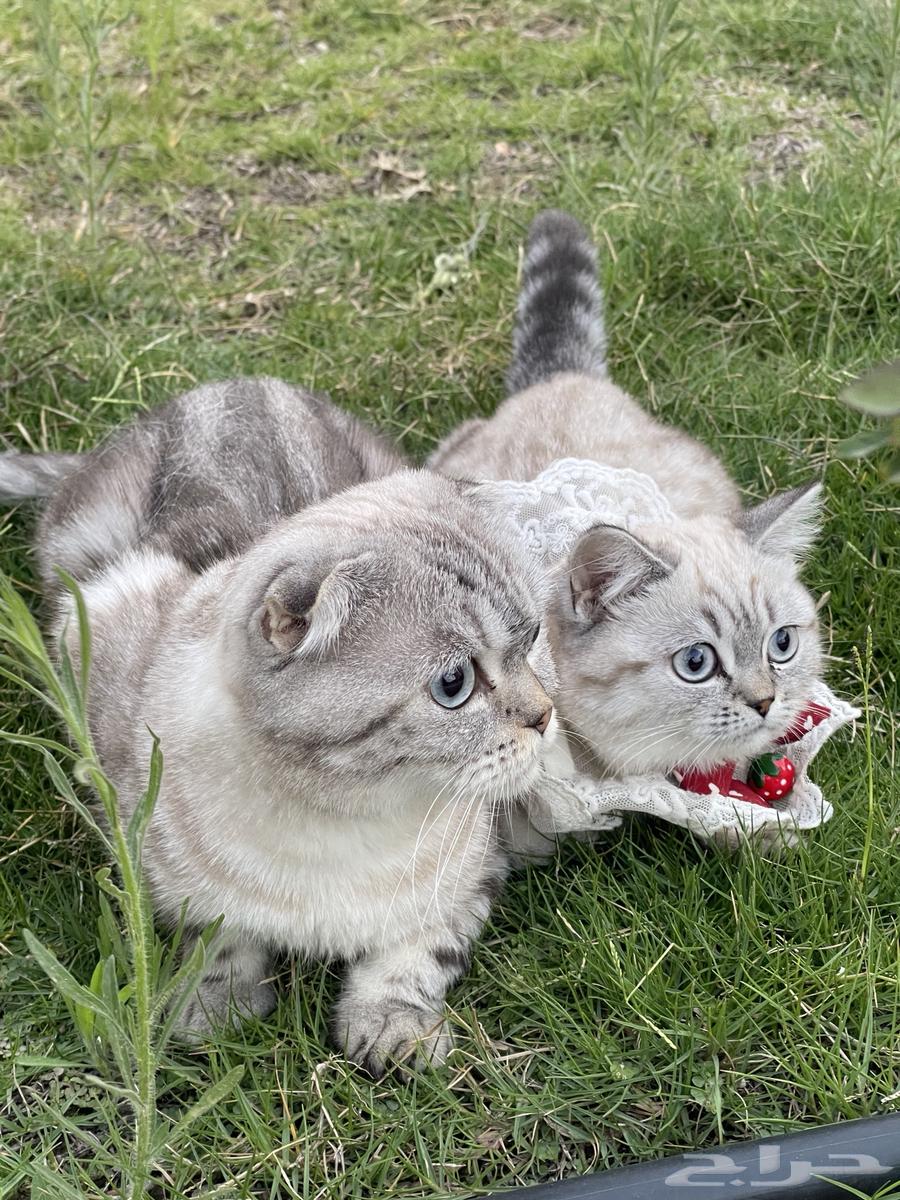 قطتين سكوتش فيلد للبيع مع اغراضها64431521387907113