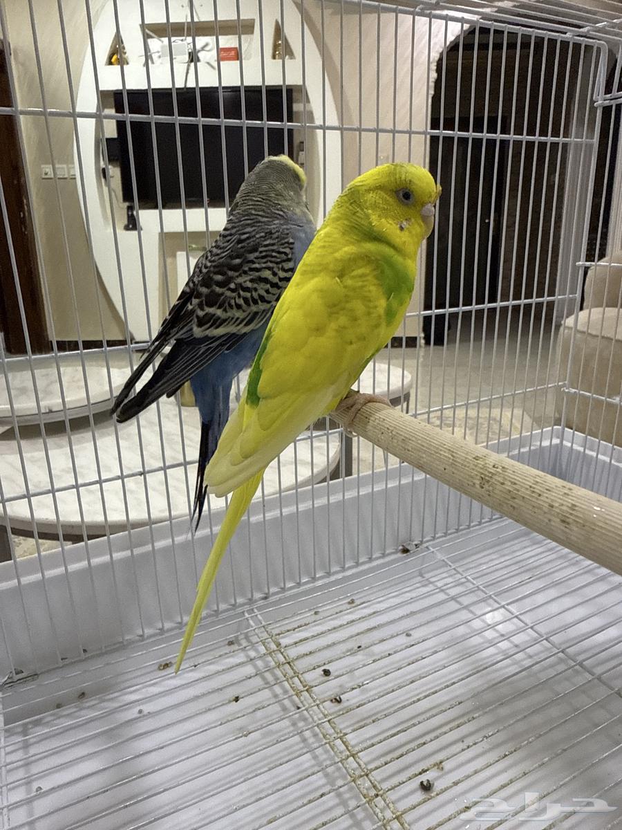 طيور الحب64432564502403111