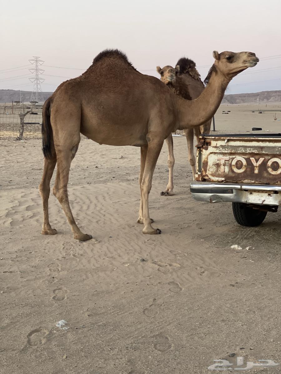 للبيع بكار سواحل64432033265155112