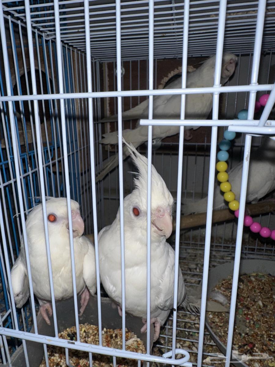 كروان البينو اليف نص ولافة عيون حمر64426456741378114