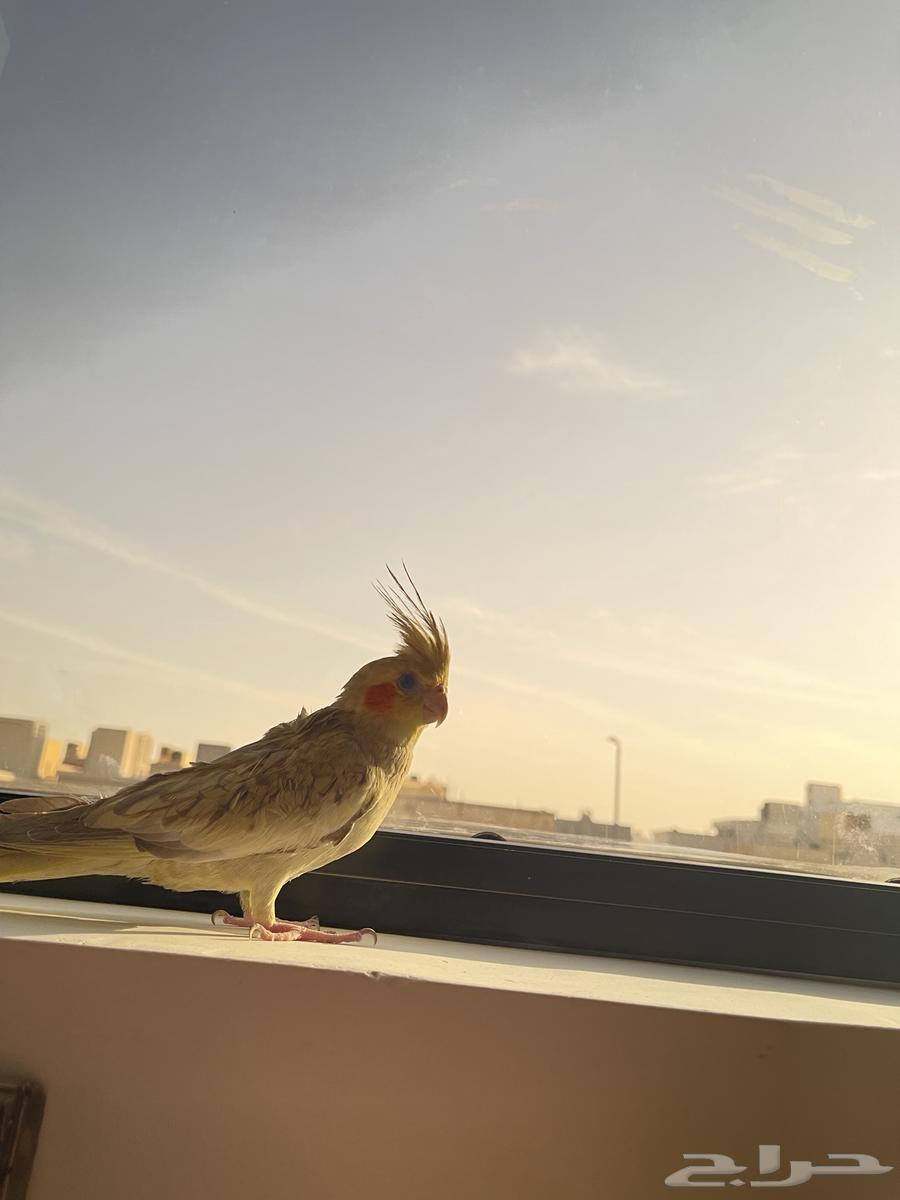 طيور كروان64430394678529112