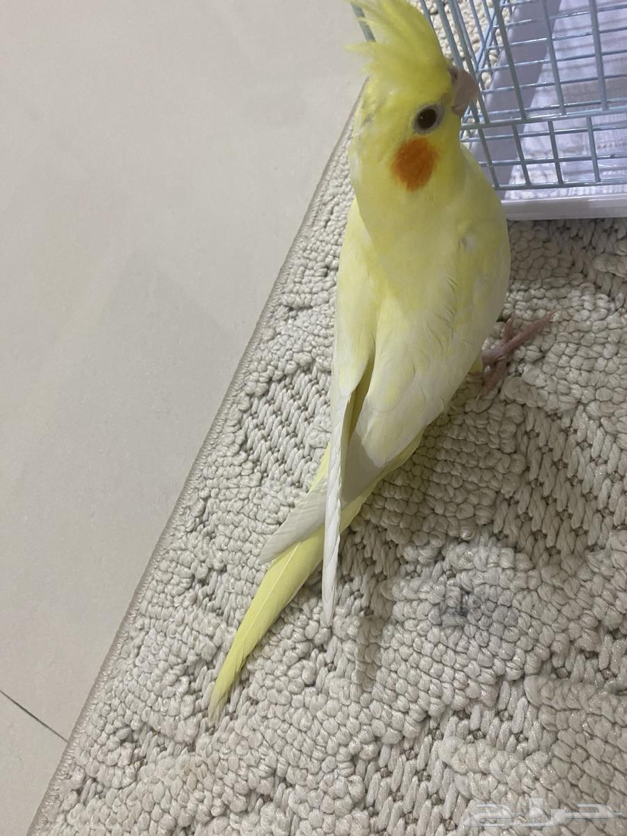 فرخ كروان64431562023681110