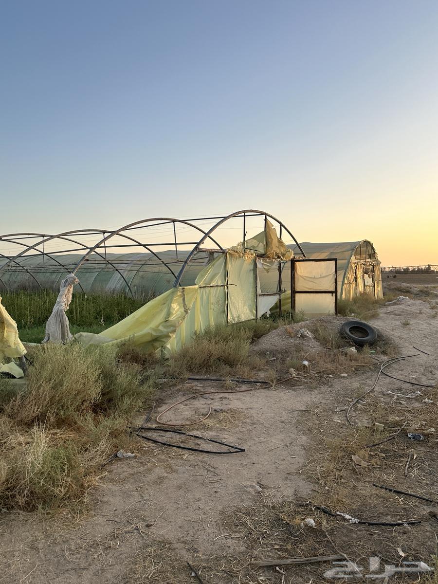 بيوت محميه زراعيه64431062026754111