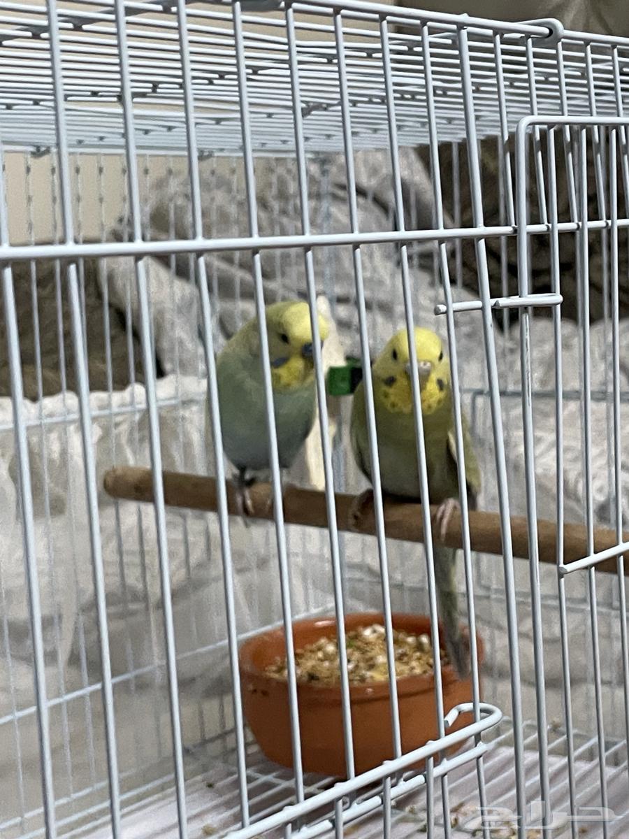 Distinguished Budgie Pair64427196232705114