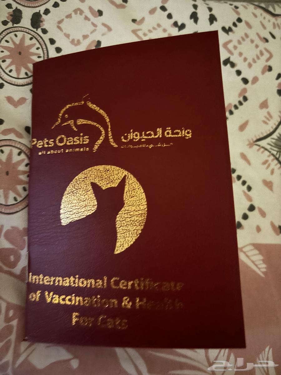 Himalaya is 4 and a half months old, male, with creamy and brown hair color64427677279107111