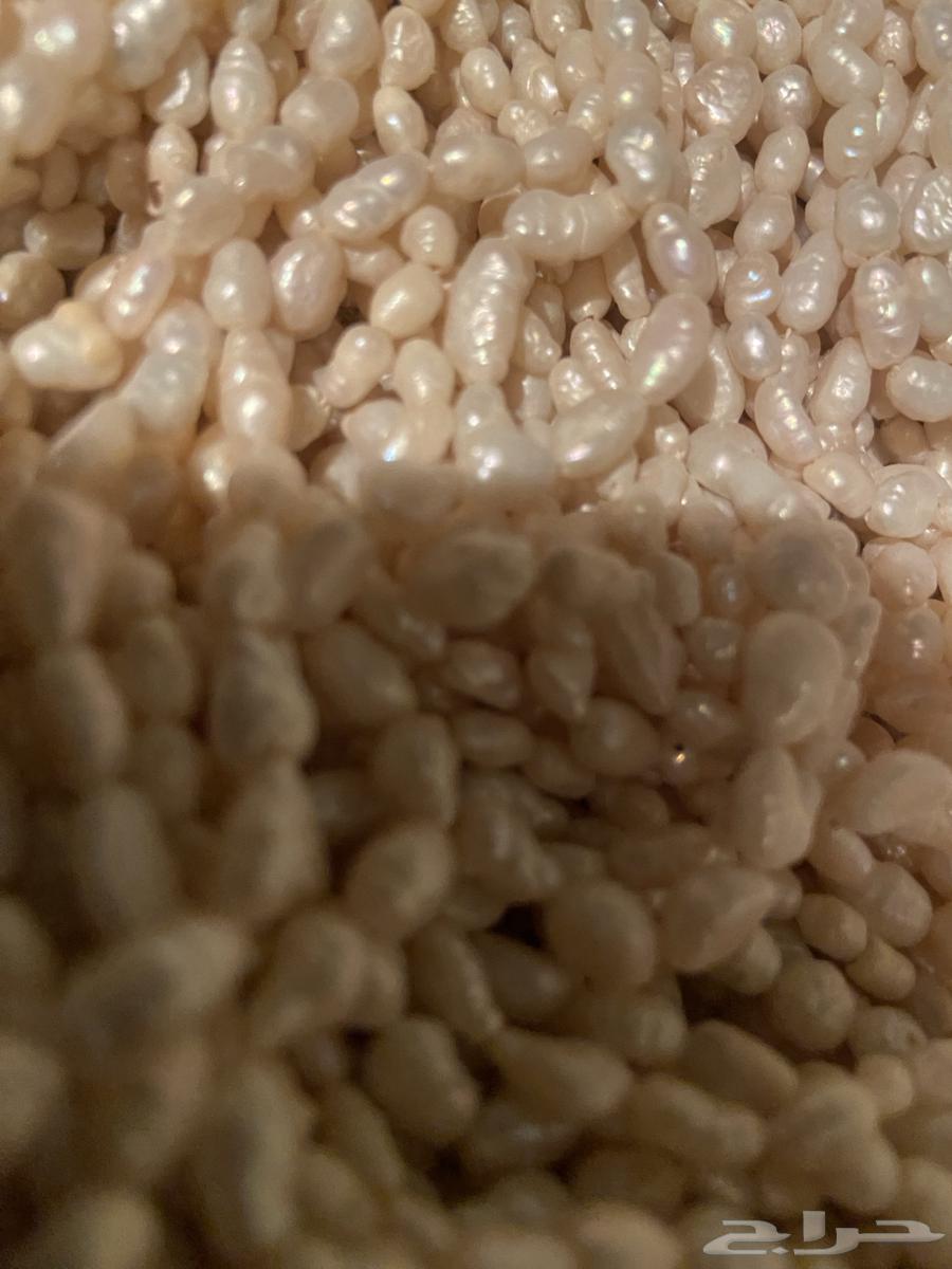 للبيع لؤلؤ64426268434307111