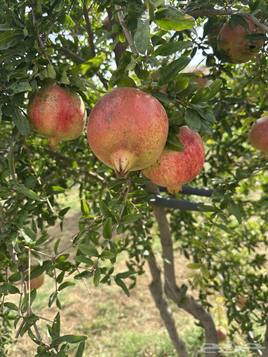 رمان طايفي64429802660354111