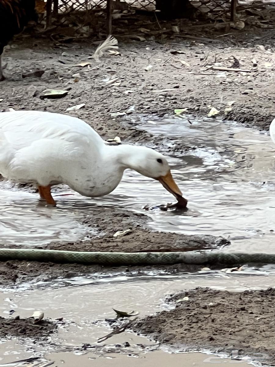 بط مصري للبيع64431882766594112