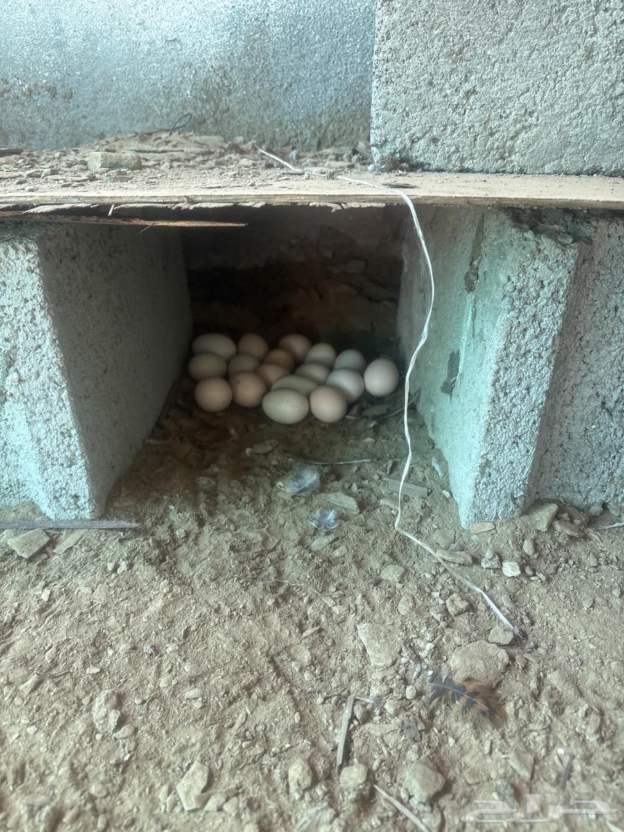 بيض للبيع64429263692545110