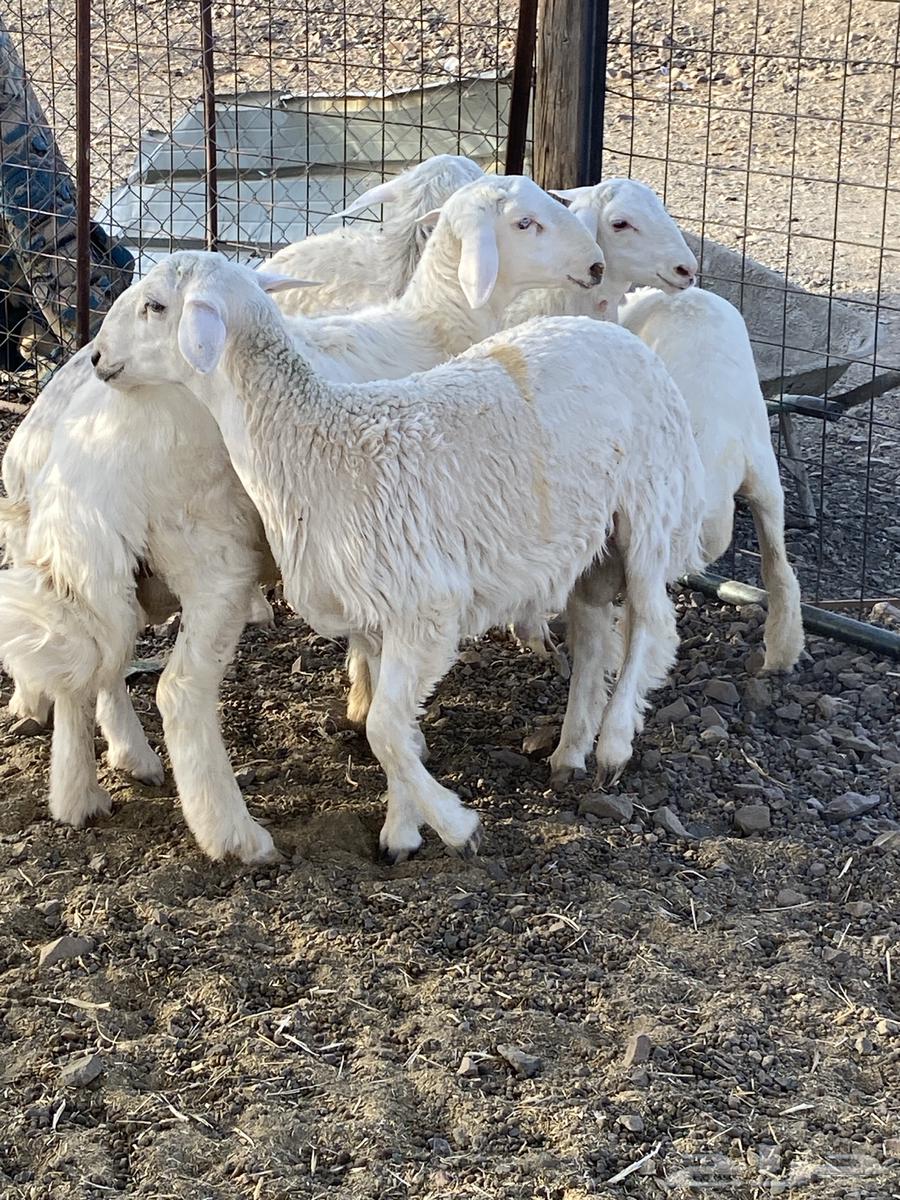 طليان حبص بريه ونظيفه على الشرط64432264589953112